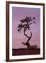 Weathered Pine Tree at Dawn-James Hager-Framed Photographic Print