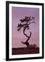 Weathered Pine Tree at Dawn-James Hager-Framed Photographic Print