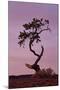 Weathered Pine Tree at Dawn-James Hager-Mounted Photographic Print