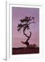 Weathered Pine Tree at Dawn-James Hager-Framed Photographic Print
