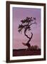 Weathered Pine Tree at Dawn-James Hager-Framed Photographic Print