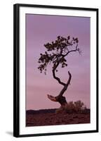 Weathered Pine Tree at Dawn-James Hager-Framed Photographic Print