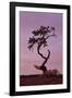 Weathered Pine Tree at Dawn-James Hager-Framed Photographic Print