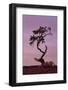 Weathered Pine Tree at Dawn-James Hager-Framed Photographic Print