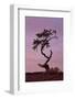 Weathered Pine Tree at Dawn-James Hager-Framed Photographic Print