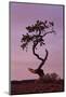 Weathered Pine Tree at Dawn-James Hager-Mounted Photographic Print