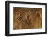 Weathered plywood on historic building, Grand Teton National Park, Wyoming-Adam Jones-Framed Photographic Print