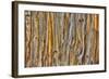 Weathered Wall II-Kathy Mahan-Framed Photographic Print