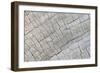 Weathered Wood I-Kathy Mahan-Framed Photographic Print