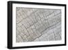 Weathered Wood I-Kathy Mahan-Framed Photographic Print