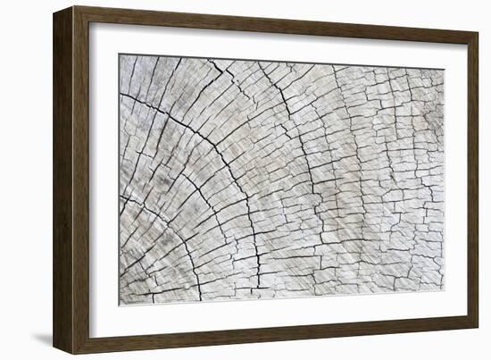 Weathered Wood II-Kathy Mahan-Framed Photographic Print