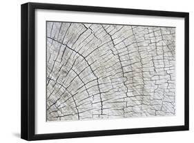 Weathered Wood II-Kathy Mahan-Framed Photographic Print