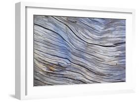 Weathered Wood III-Kathy Mahan-Framed Photographic Print