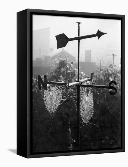 Weathervane and Web-null-Framed Stretched Canvas
