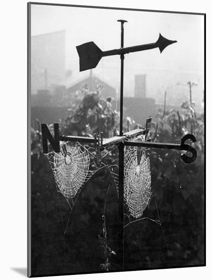 Weathervane and Web-null-Mounted Photographic Print
