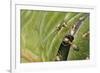 Weaver Ants (Oecophylla Sp), Formicidae-Steve Roberts-Framed Giclee Print