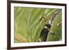 Weaver Ants (Oecophylla Sp), Formicidae-Steve Roberts-Framed Giclee Print