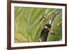 Weaver Ants (Oecophylla Sp), Formicidae-Steve Roberts-Framed Giclee Print