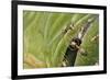 Weaver Ants (Oecophylla Sp), Formicidae-Steve Roberts-Framed Giclee Print