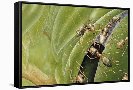 Weaver Ants (Oecophylla Sp), Formicidae-Steve Roberts-Framed Stretched Canvas