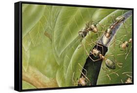 Weaver Ants (Oecophylla Sp), Formicidae-Steve Roberts-Framed Stretched Canvas