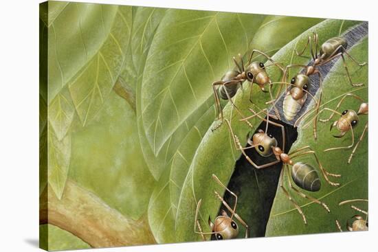 Weaver Ants (Oecophylla Sp), Formicidae-Steve Roberts-Stretched Canvas