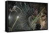Web and Wolf-Gordon Semmens-Framed Stretched Canvas