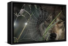 Web and Wolf-Gordon Semmens-Framed Stretched Canvas