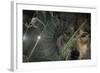 Web and Wolf-Gordon Semmens-Framed Photographic Print