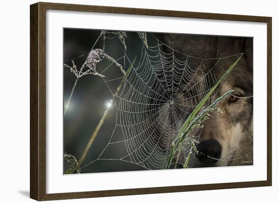 Web and Wolf-Gordon Semmens-Framed Photographic Print