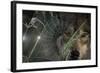 Web and Wolf-Gordon Semmens-Framed Photographic Print