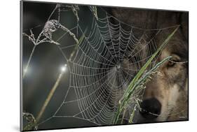 Web and Wolf-Gordon Semmens-Mounted Photographic Print