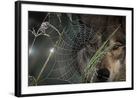 Web and Wolf-Gordon Semmens-Framed Photographic Print