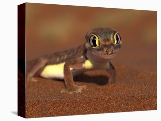 Web-footed Gecko, Namib National Park, Namibia-Art Wolfe-Stretched Canvas