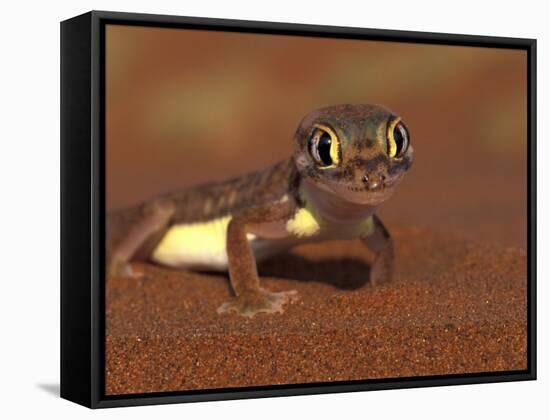 Web-footed Gecko, Namib National Park, Namibia-Art Wolfe-Framed Stretched Canvas