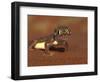 Web-footed Gecko, Namib National Park, Namibia-Art Wolfe-Framed Photographic Print