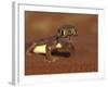 Web-footed Gecko, Namib National Park, Namibia-Art Wolfe-Framed Photographic Print
