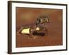 Web-footed Gecko, Namib National Park, Namibia-Art Wolfe-Framed Photographic Print