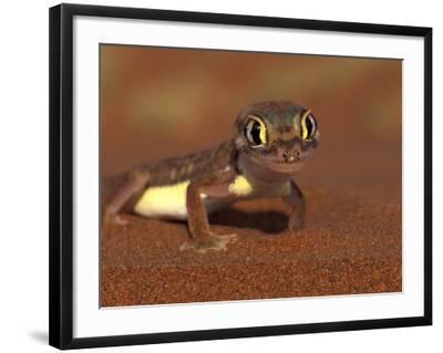 'Web-footed Gecko, Namib National Park, Namibia' Photographic Print