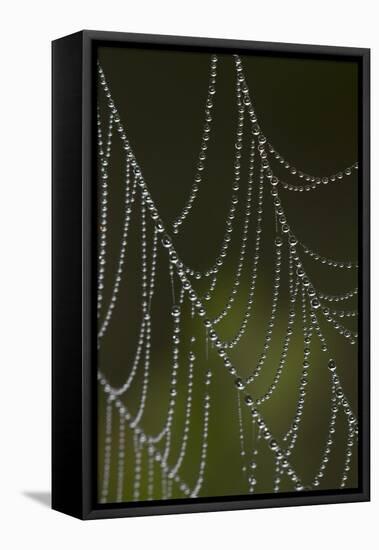 Web of an Orb Weaver Spider-Lynn M^ Stone-Framed Stretched Canvas