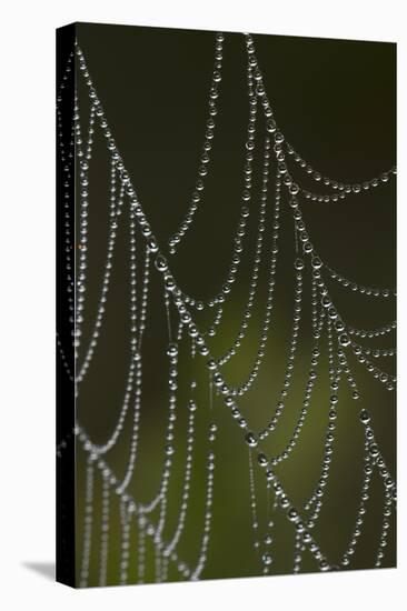 Web of an Orb Weaver Spider-Lynn M^ Stone-Stretched Canvas