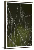 Web of an Orb Weaver Spider-Lynn M^ Stone-Framed Premium Photographic Print
