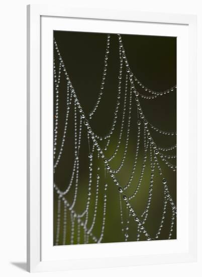 Web of an Orb Weaver Spider-Lynn M^ Stone-Framed Photographic Print