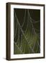 Web of an Orb Weaver Spider-Lynn M^ Stone-Framed Photographic Print