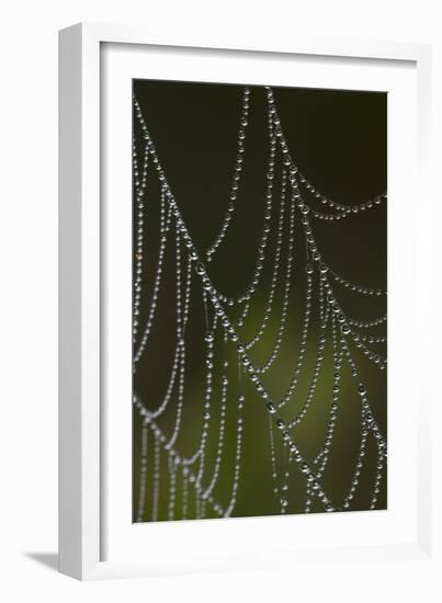 Web of an Orb Weaver Spider-Lynn M^ Stone-Framed Photographic Print