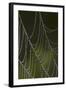 Web of an Orb Weaver Spider-Lynn M^ Stone-Framed Photographic Print