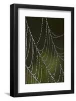 Web of an Orb Weaver Spider-Lynn M^ Stone-Framed Photographic Print