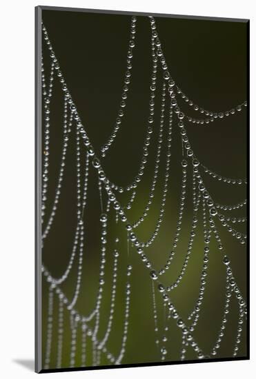 Web of an Orb Weaver Spider-Lynn M^ Stone-Mounted Photographic Print
