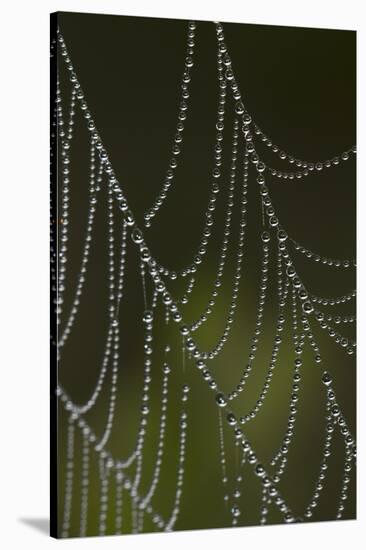 Web of an Orb Weaver Spider-Lynn M^ Stone-Stretched Canvas