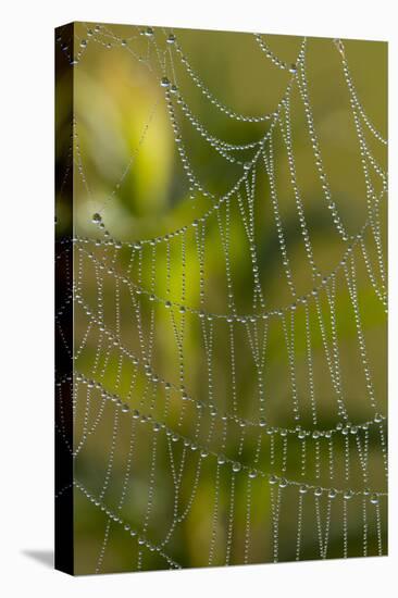 Web of an Orb-Weaving Spider, Perhaps Argiope Sp., in Dew, North Guilford, Connecticut, USA-Lynn M^ Stone-Stretched Canvas
